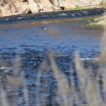 IMG_3910cropped