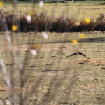 IMG_3926cropped