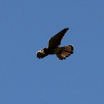IMG_3940a