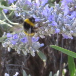 IMG_0190