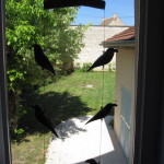 Holiday rental in Puligny Montrachet, Burgundy IMG_0868
