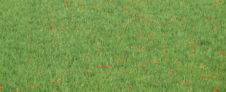 P1030960fieldofpoppies