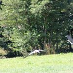 Birds of the catalan Cerdanya