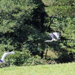 Birds of the catalan Cerdanya
