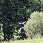 Birds of the catalan Cerdanya