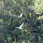 Birds of the catalan Cerdanya