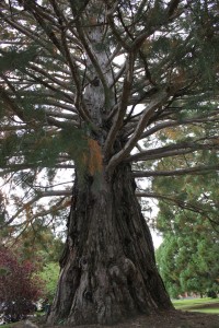 IMG_6351torredelremeimightysequoiaw