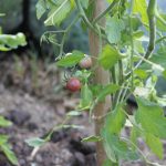 Els Picots veggie garden mid July 2016