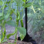 Els Picots veggie garden mid July 2016