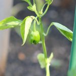 Els Picots veggie garden mid July 2016