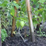 Els Picots veggie garden mid July 2016