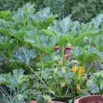 Els Picots veggie garden mid July 2016