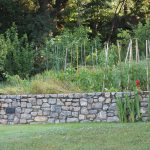 Els Picots veggie garden mid July 2016