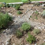Els Picots veggie garden mid July 2016