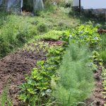 Els Picots veggie garden mid July 2016