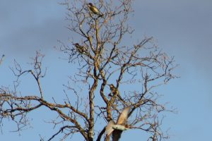 IMG_3008a