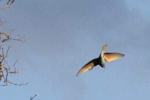 IMG_3014b