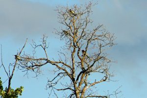IMG_3016a