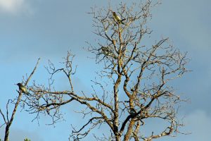 IMG_3018a
