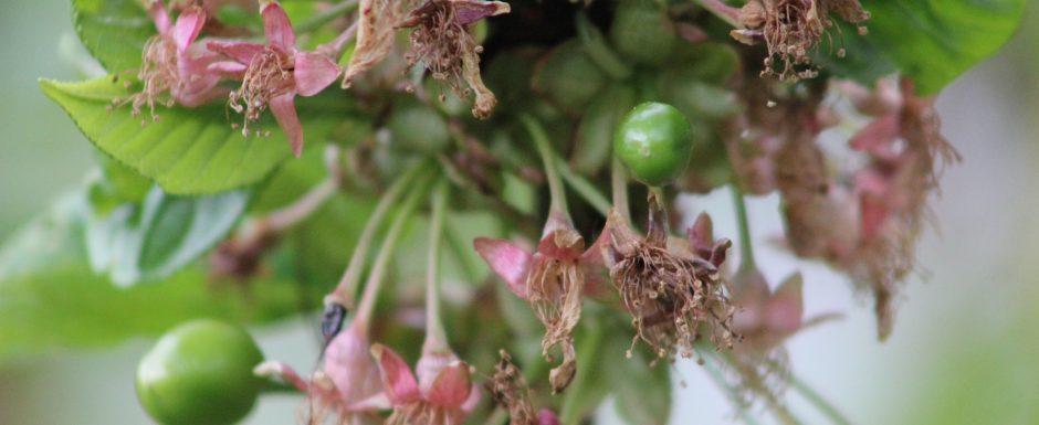 AAA The gardens at Els Picots 2019