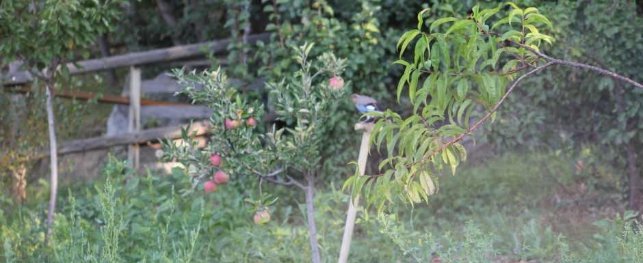 MMM the gardens at Els Picots 2015