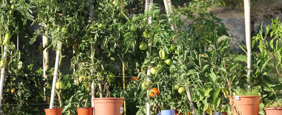 NNN the gardens at Els Picots 2015