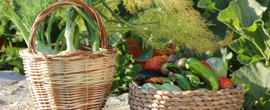 OOO the gardens at Els Picots 2015