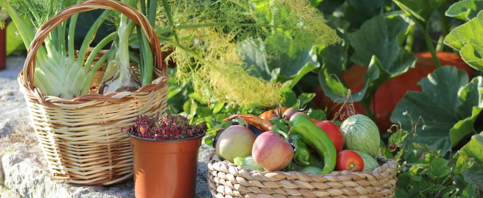 PPP the gardens at Els Picots 2015