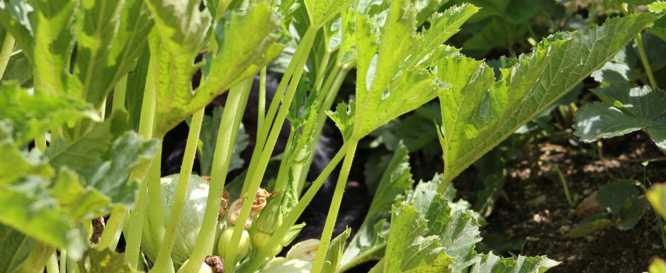 QQQ the gardens at Els Picots 2015