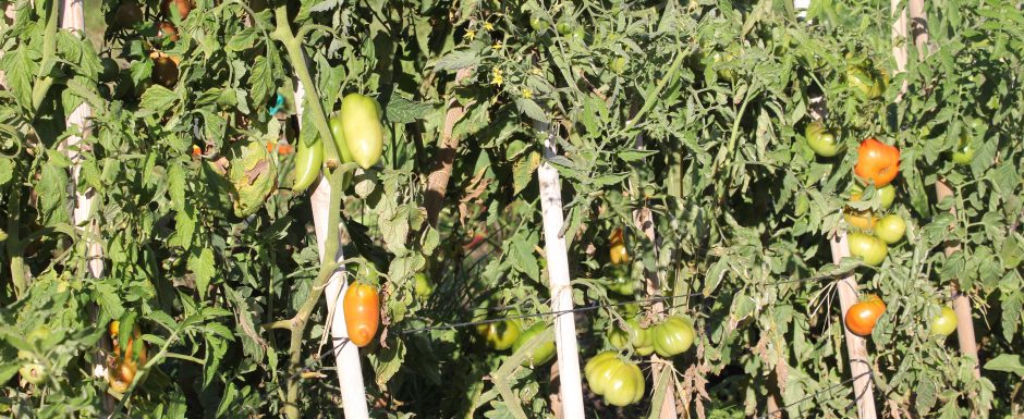 SSS the gardens at Els Picots 2015
