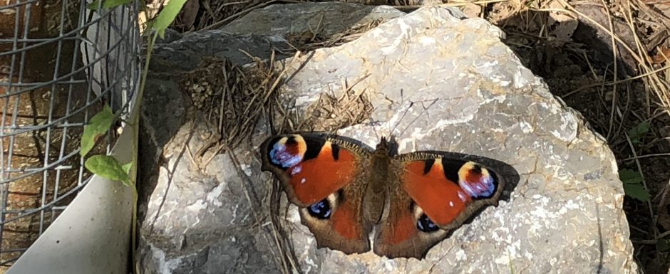 PPP The gardens at Els Picots 2019