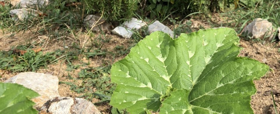 GGG The gardens at Els Picots 2018