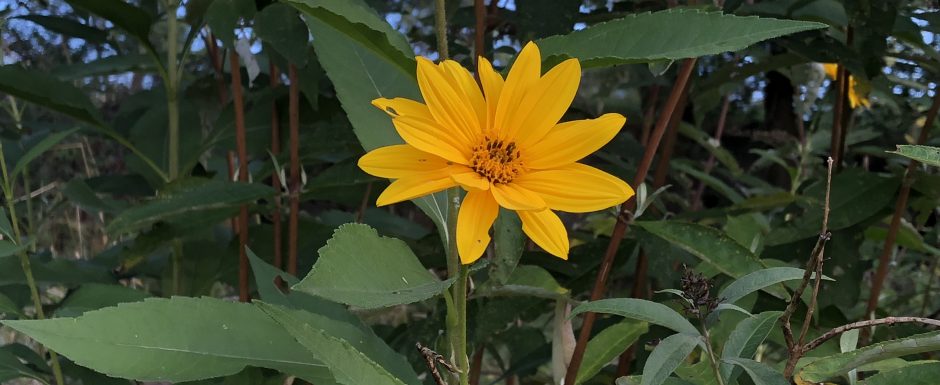 LLL The gardens at Els Picots 2018