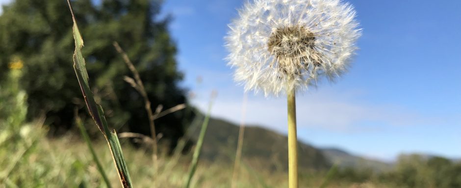 DDD the gardens at Els Picots 2019