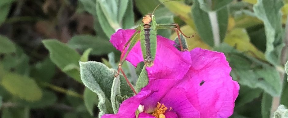 MMM The gardens at Els Picots 2018