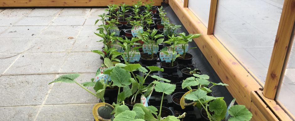 AAB the gardens at Els Picots 2020