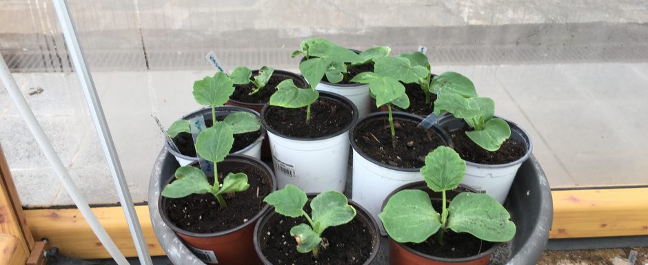 AAD the gardens at Els Picots 2020
