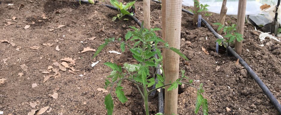 AAO the gardens at Els Picots 2020