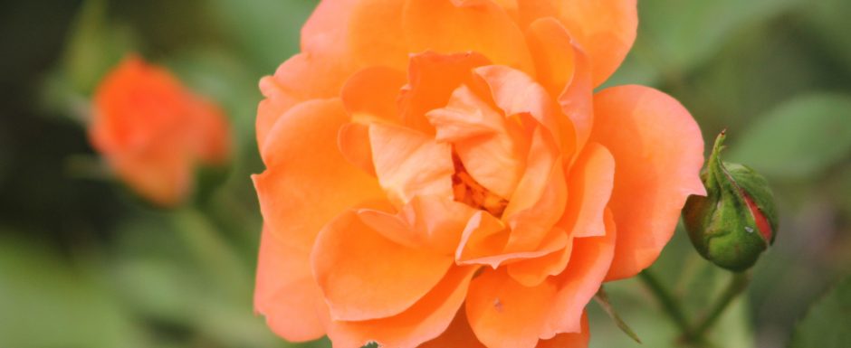 NNN The gardens at Els Picots 2018