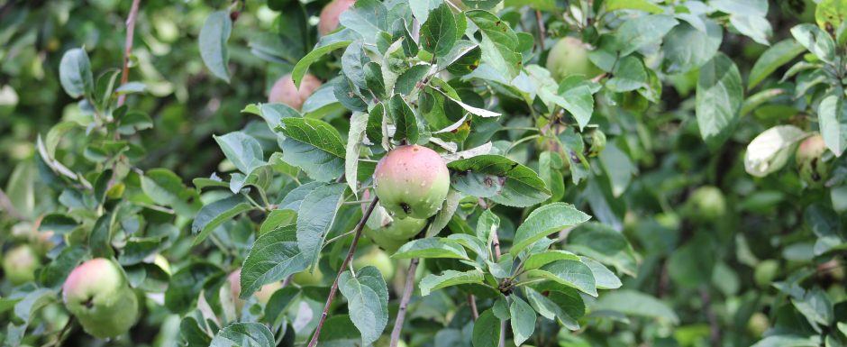 JJJ The gardens at Els Picots 2019