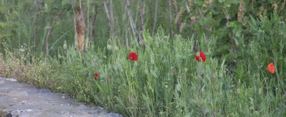 AAA the gardens at Els Picots 2016