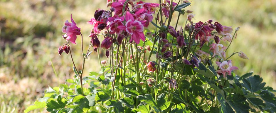 BBB the gardens at Els Picots 2019
