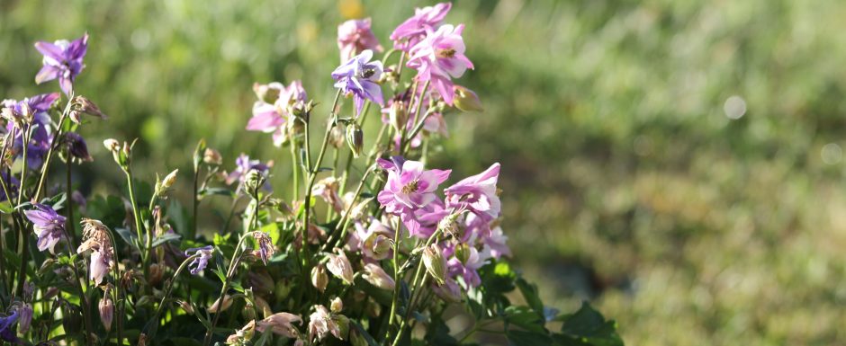 CCC the gardens at Els Picots 2019