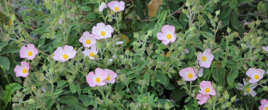 UUU the gardens at Els Picots 2016