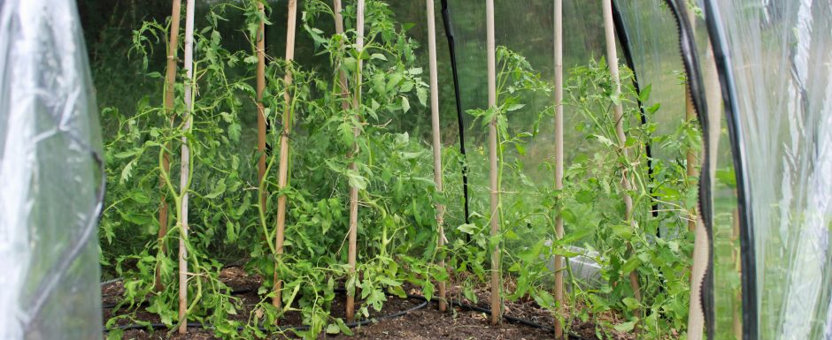 FFF the gardens at Els Picots 2016