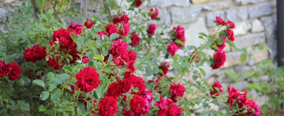 SSS the gardens at Els Picots 2016