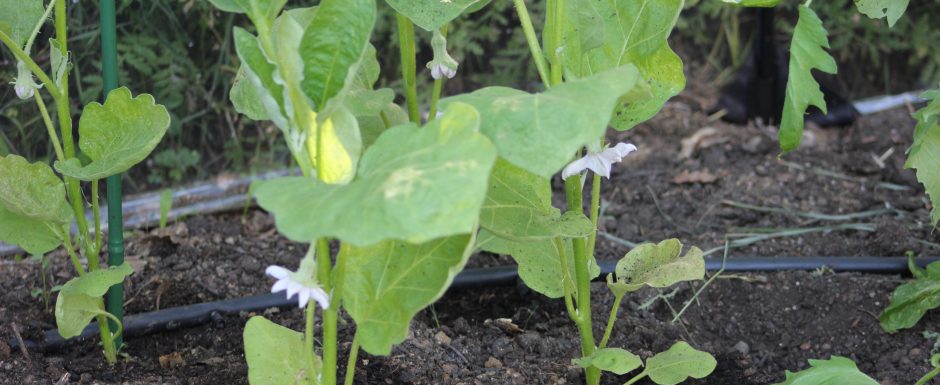 HHH the gardens at Els Picots 2016