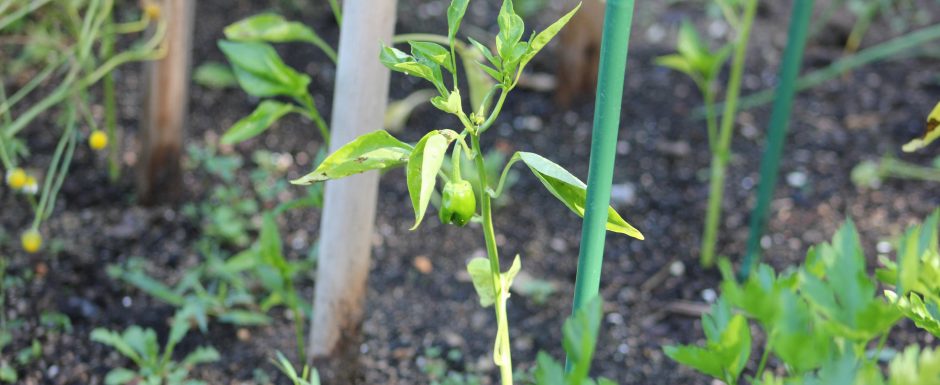 KKK the gardens at Els Picots 2016