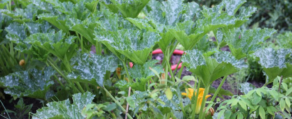 LLL the gardens at Els Picots 2016