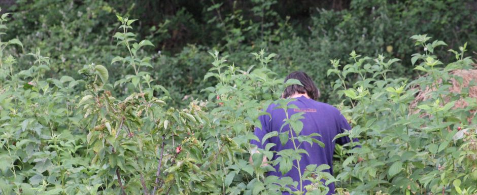 PPP the gardens at Els Picots 2016